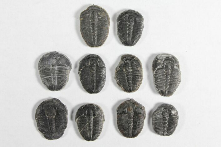 Lot: / Elrathia Trilobites - Pieces #92026